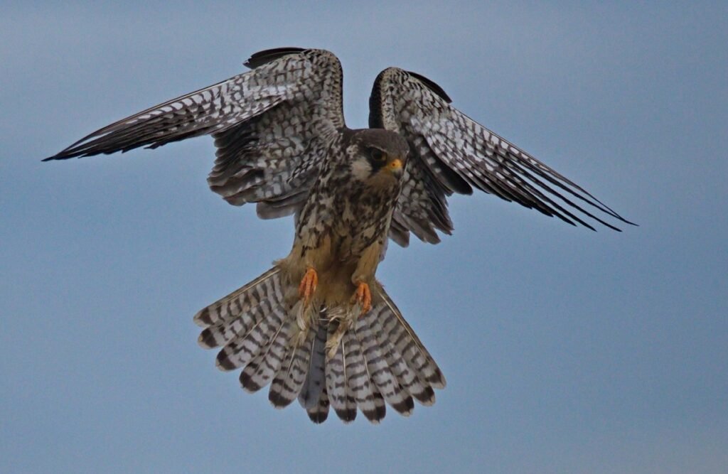 রেদিও-টেগ তৌখিবা চ্যুলুৱান- ২ সাইবেরিয়া তম্লক্লি