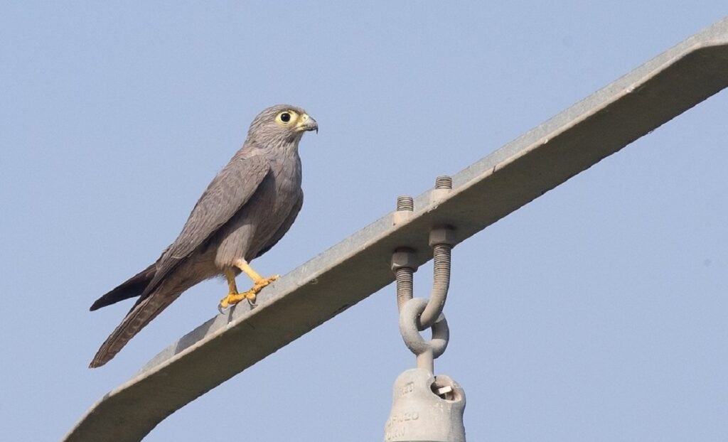 চ্যুলুৱান-২ রসিয়াদা থুংখ্রে