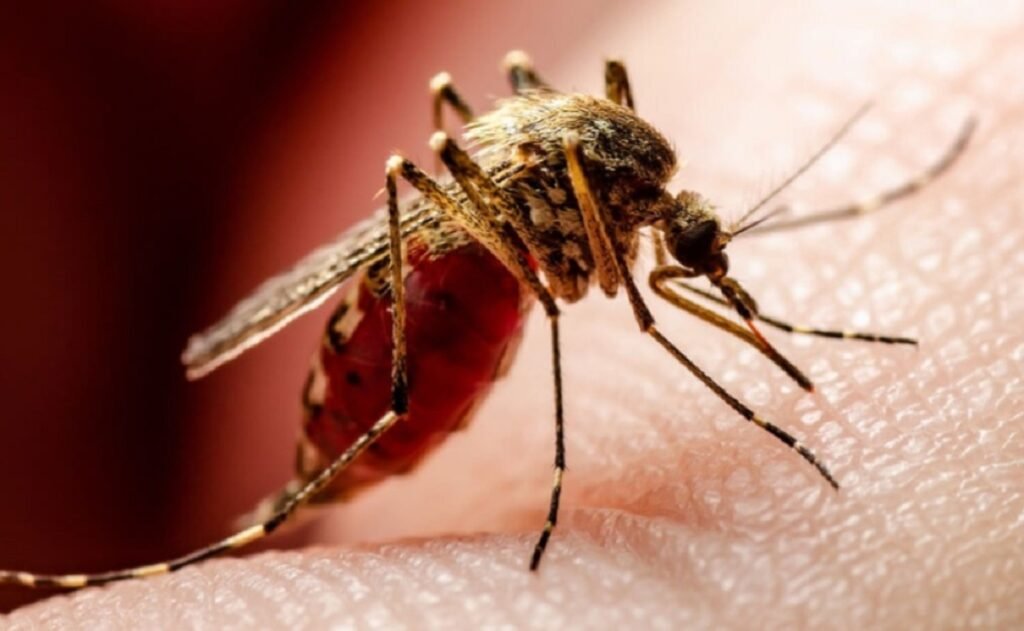 মনিপুরদা কোবিদ-১৯ কনখৎলক্লিঙৈ চৈরক্তা দেঙ্গী, জে ইগী কেস মায়োক্নরক্লি