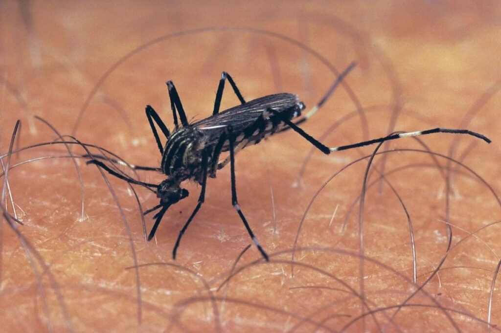 হৌখিবা পূঙ ৩০ দা মনিপুরদা দেঙ্গীগী পোজিটিব কেস ৭৮ থেংনদুনা চহী অসীগী ওইনা খ্বায়দগী ৱাংনা লৈখ্রে