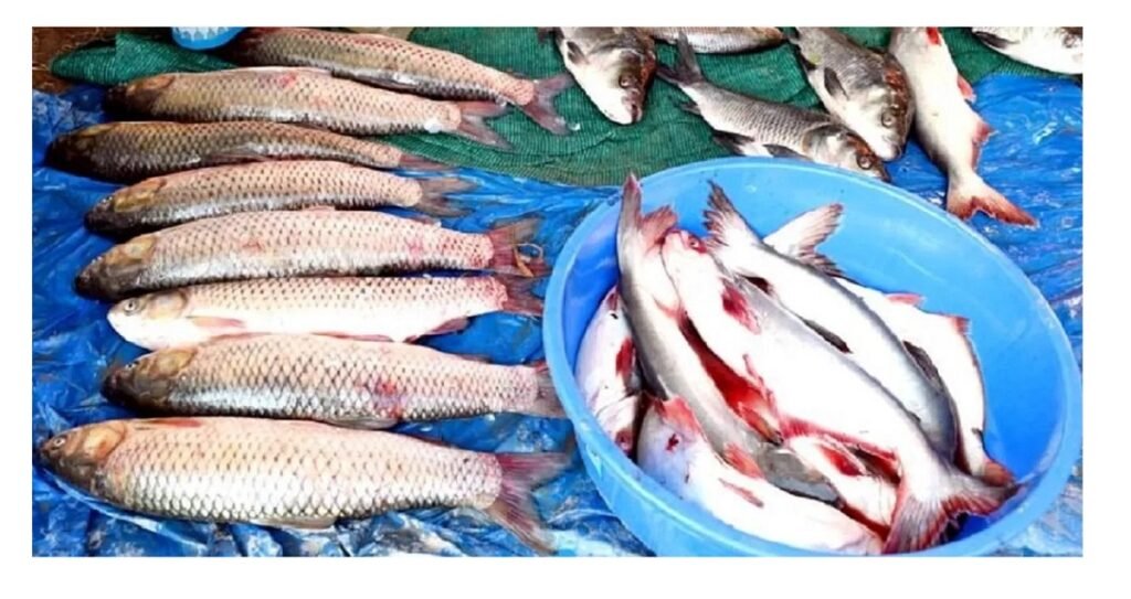 ঙা মশীঙ খ্বায়দগী য়াম্না পুথোকপা ঙামীদা পীরম্বা শেনফম চাদা চাম্মা হেঙ্গৎখ্রে