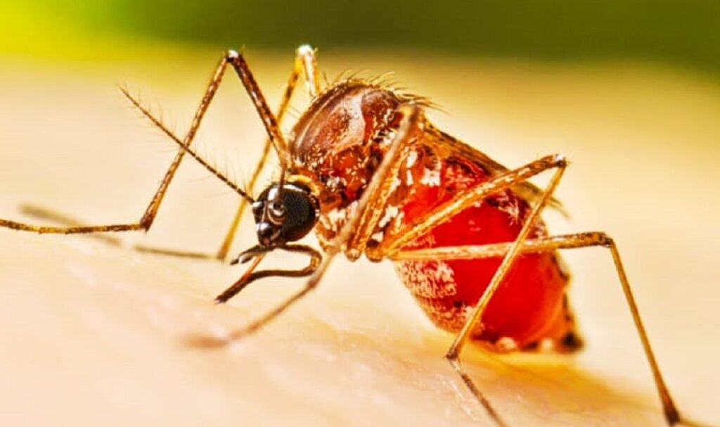 মনিপুরদা দেঙ্গি লায়নাগী কেস মশীঙ হন্দক্না খ্বাইদগী হেল্লে