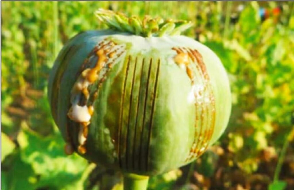 কাংপোকপী দিষ্ট্রিক্টতা পোপ্পি থাবা থিংননবা মীয়ামগী মীফমশিং পাঙথোক্তুনা ৱারেপ লৌখ্রে