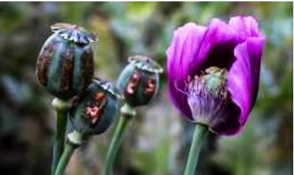 তঙদূ-লৈতাদ্রবা ম্যান্মারনা মালেমদা কানি পুথোকপদা মকোক ওইরে