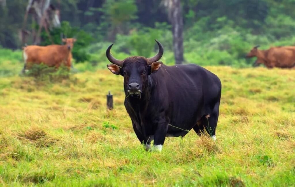 কামজোংদা ইন্দিয়ান বিশোন লৈরম্বা থেংনরে